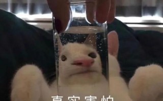 沙雕短裤文案搞笑，沙雕短裤文案搞笑图片