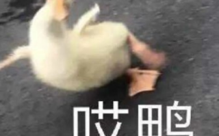 自拍文案大全沙雕，自拍文案大全沙雕搞笑
