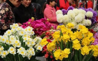 花市游玩攻略，昆明斗南花市游玩攻略